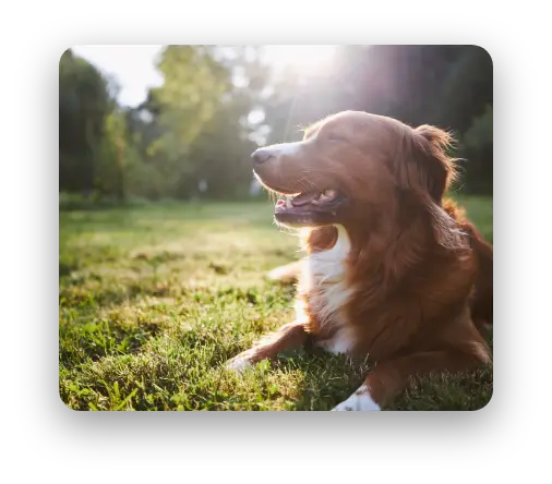AdobeStock_483778578 copy Our Vision of caring for animals