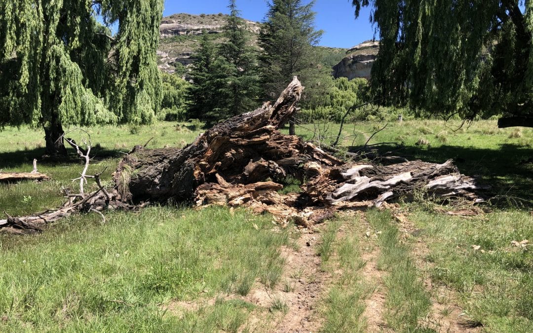 Sporekrans: The “Tree Crisis”