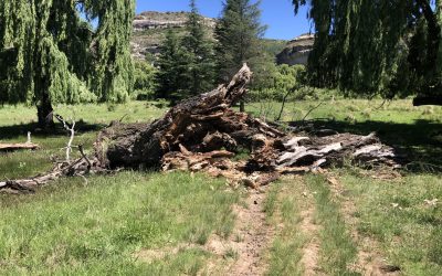 Sporekrans: The “Tree Crisis”