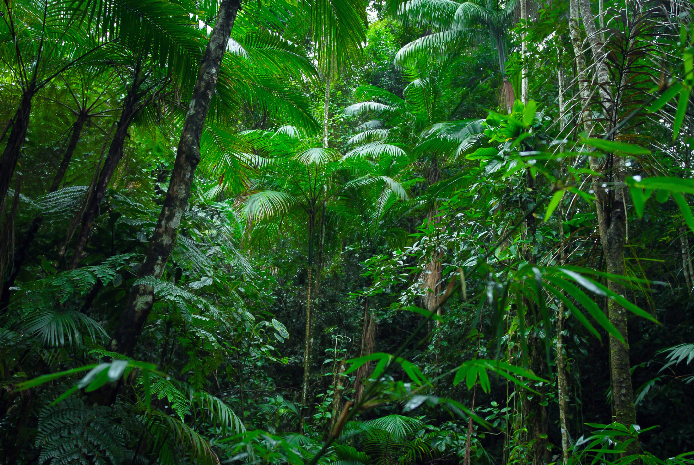 24 Amazon Jungle Trail