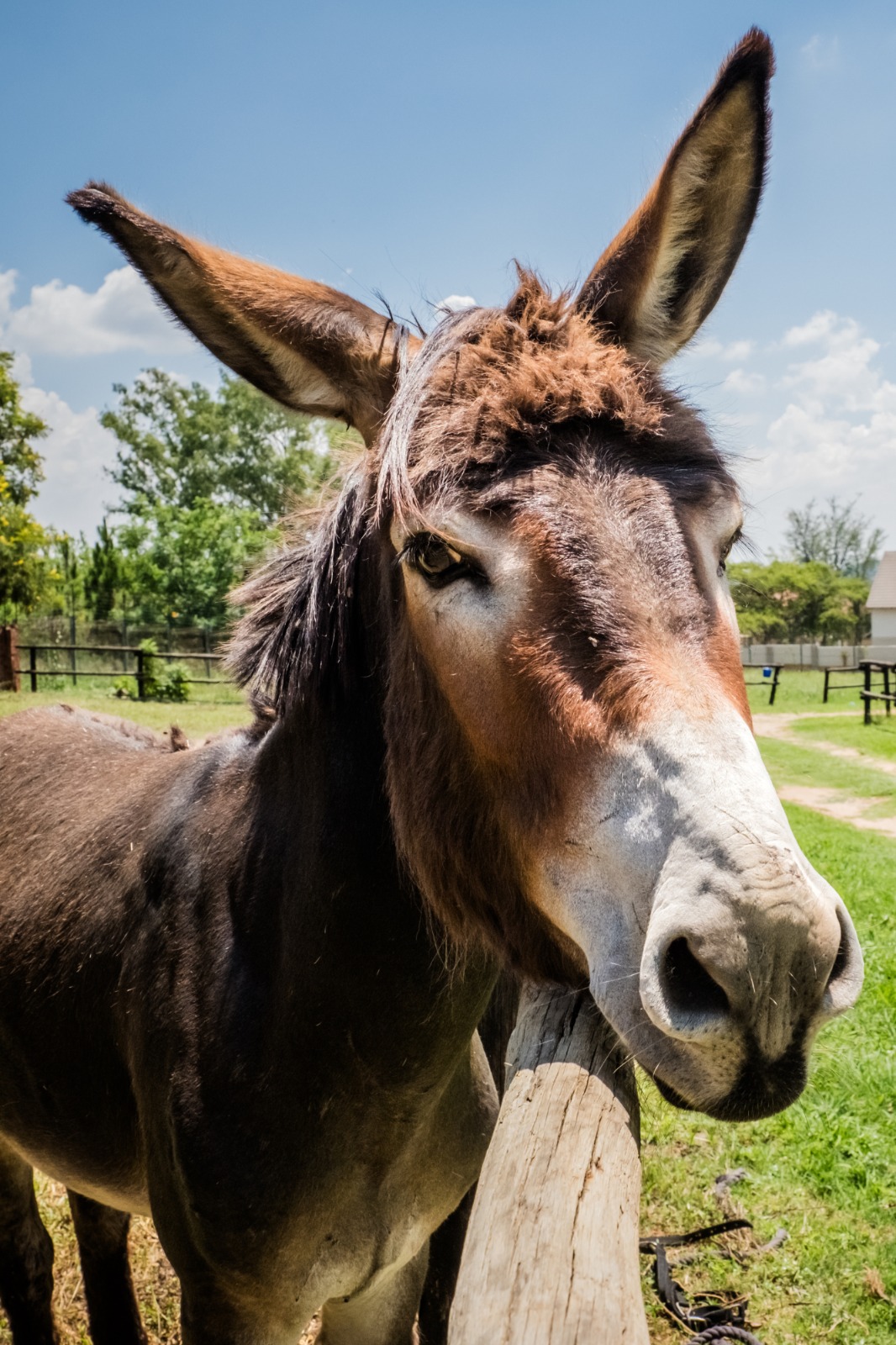 Zeus Zeus resident donkey and mascot of SAID
